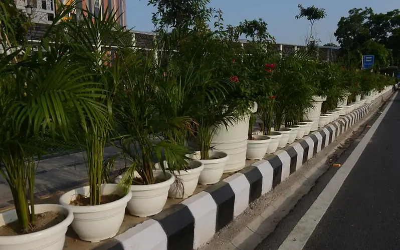 Plantation beside roads in Delhi