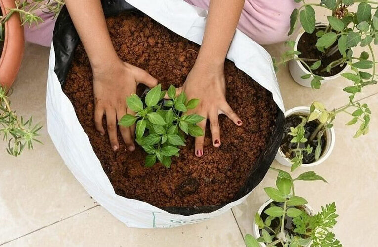 Gardening Tips: पौधों को स्वस्थ रखना है तो उपजाऊ बनाएं गमले की मिट्टी