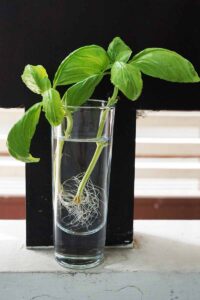 Basil stem 