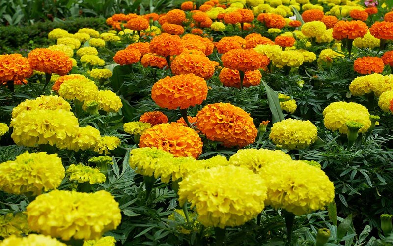 Bihar Government is Giving Subsidy for the Cultivation of Marigold