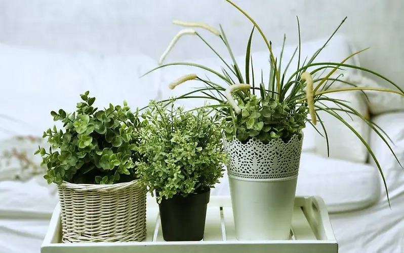 Gardening Tips for Indoor Plants
