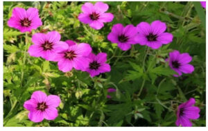 Geranium plants