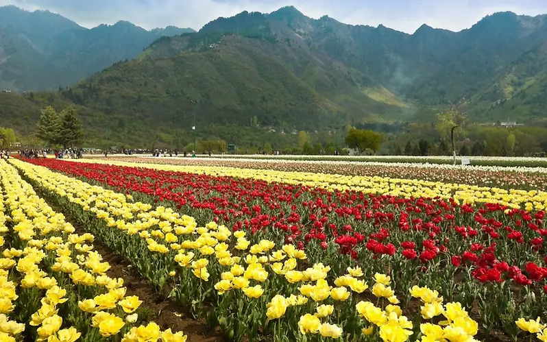 Indira Gandhi Memorial Tulip Garden