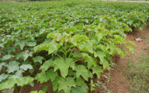 Jatropha-Cultivation