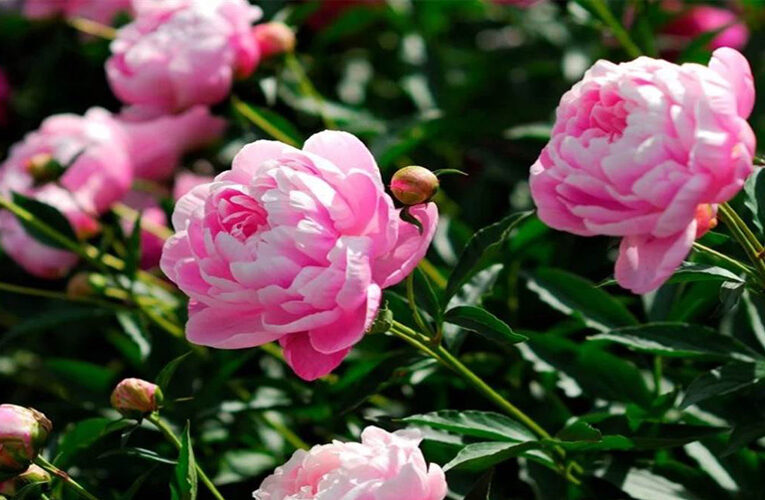 Peony Flower: क्या आपके गार्डेन में है ‘फूलों का रानी’?