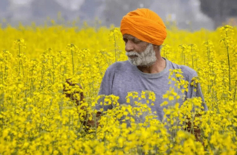 Pusa Mustard 32: बोइए सरसों की ये नई किस्म, तीन गुना मिलेगी तेल की मात्रा