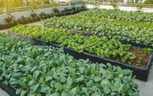 The Forest and Wildlife department of Delhi Government plans to train 10,000 people through 400 workshops under the Urban Farming project for which it has started the process of hiring 40 master trainers to conduct workshops on urban farming at the ward level.