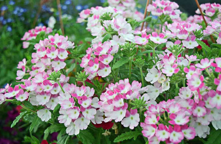 Verbena Flower: घर की बगिया में लगाए वर्बेना के फूल