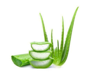 Aloe vera