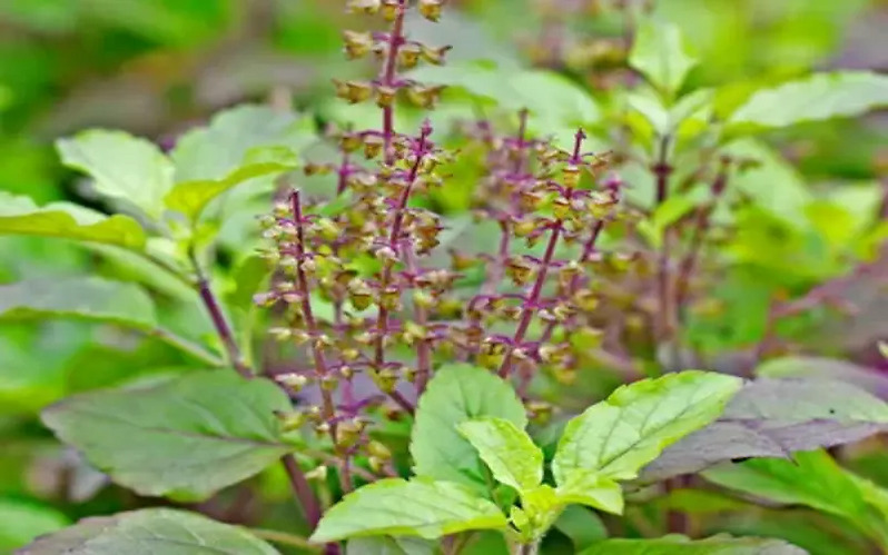 Basil/Tulsi Plant