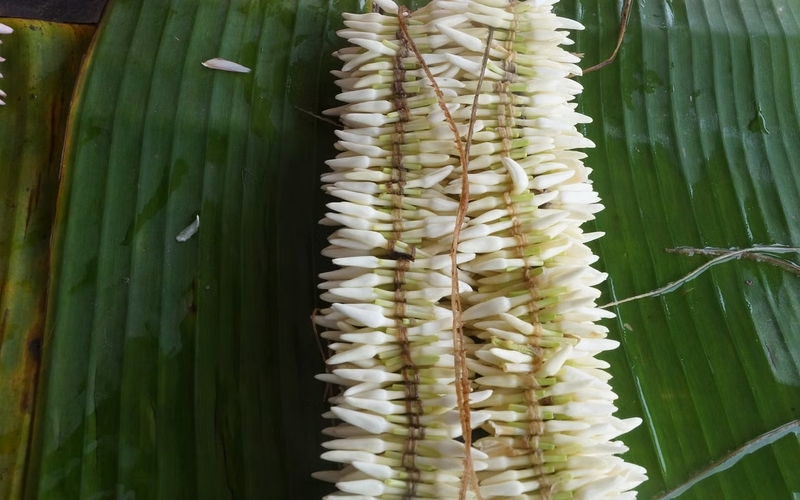 Mysuru mallige (Jasmine)