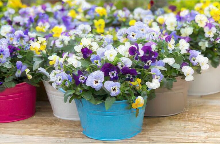 Grow Beautiful Pansy Flowers in Your Garden and Cheer Up Your Mood Everyday