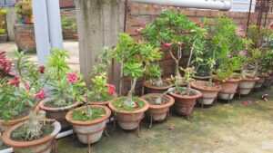 Kritashree's garden