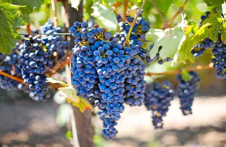 Stop consuming chemical loaded grapevines, learn to produce healthy ones