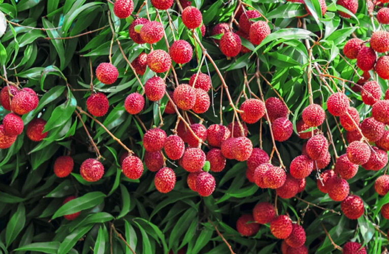 Litchi Farming: लीची है लाजवाब, इसकी बागवानी कर कमाएं बढ़िया लाभ