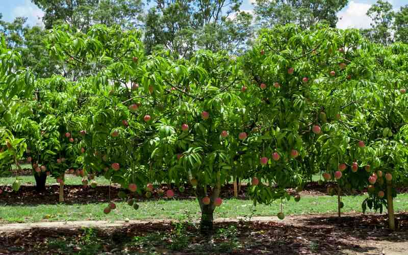 Mango garden