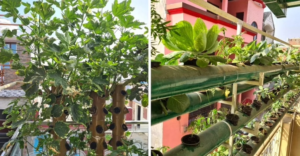 Hydroponic farming using PVC pipes