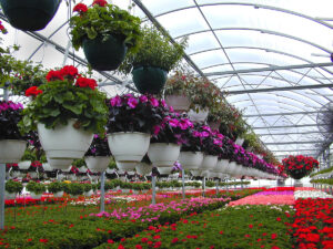 horti