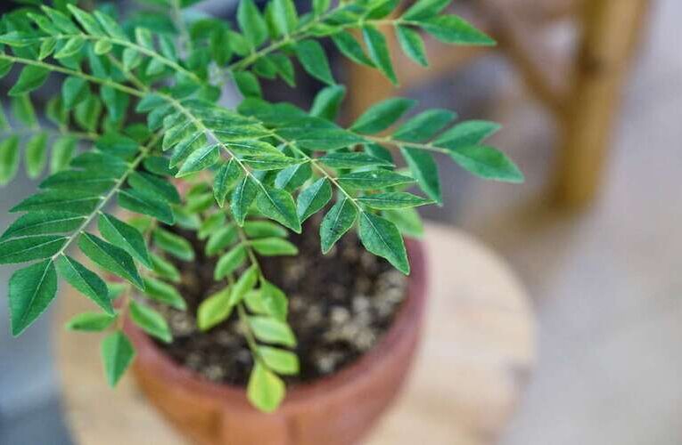 Temper, Flavor and Garnish Your Dish with Fresh Curry Leaves Easily Grown at Your Home