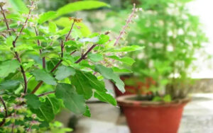 How to grow tulsi at your home garden