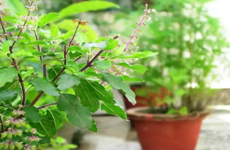 Grow Holy Tulsi in Your Garden and Improve your Immunity