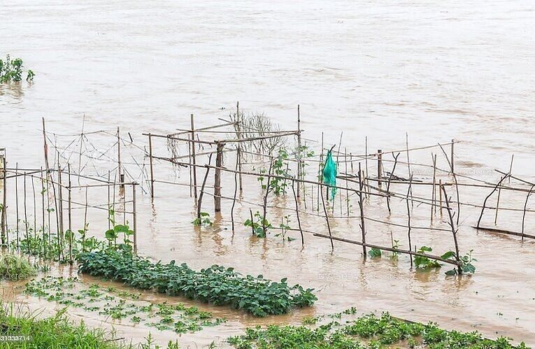 Substantial Loss of Crops in Malda, Horticulture Department to Take Stock of Situation