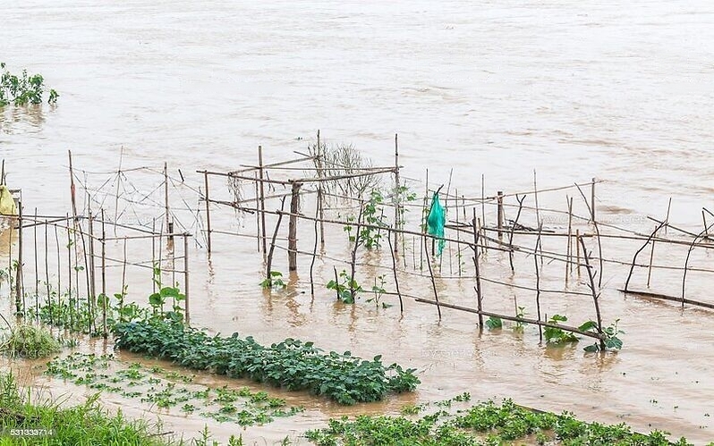 Vegetable fields under water in Malda