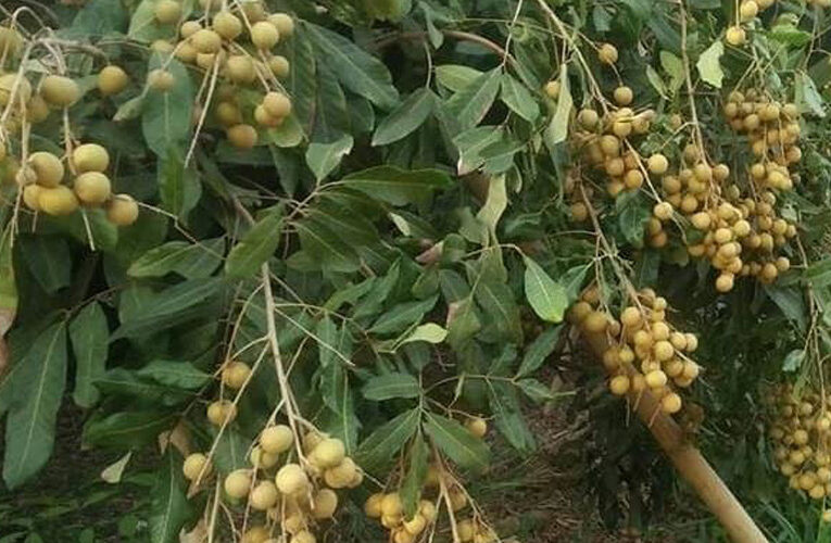 बागवानी: लगाइए लौंगन (longan), लें लीची जैसा मजा