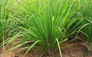 Lemongrass plant