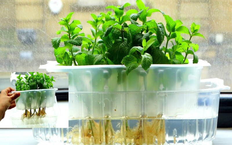 Growing mint using hydroponic method