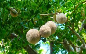 Bael fruit or wood apple