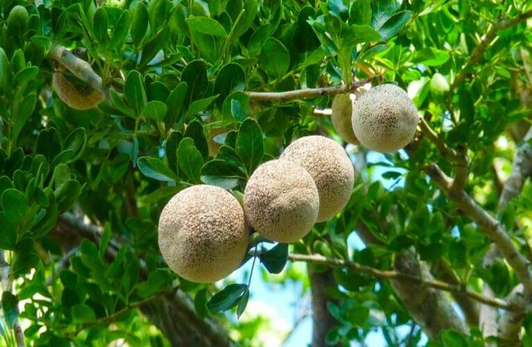 Hands-on training program on “Production and processed products of Wood apple and Bael” on 9th August, 2023