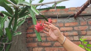 Dragon fruit