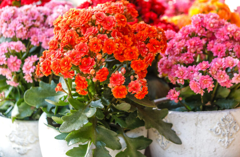 Kalanchoe