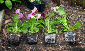 Pansy plant from Nursery