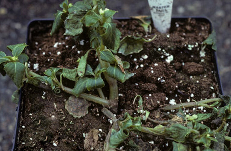 An Eco- friendly and Sustainable Approach for the Management of Diseases in Ornamental Nursery Plants