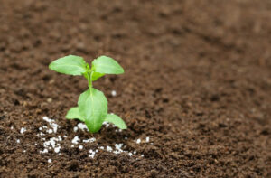 Planting Tulsi 