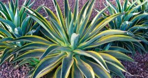 Required Sunlight for Agave