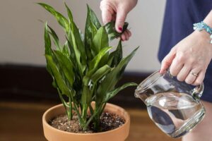 Watering your plants