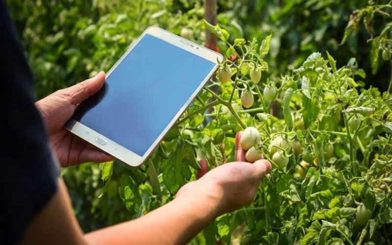 Digital Crop Survey launched in 12 states - Nursey News, Horticulture ...