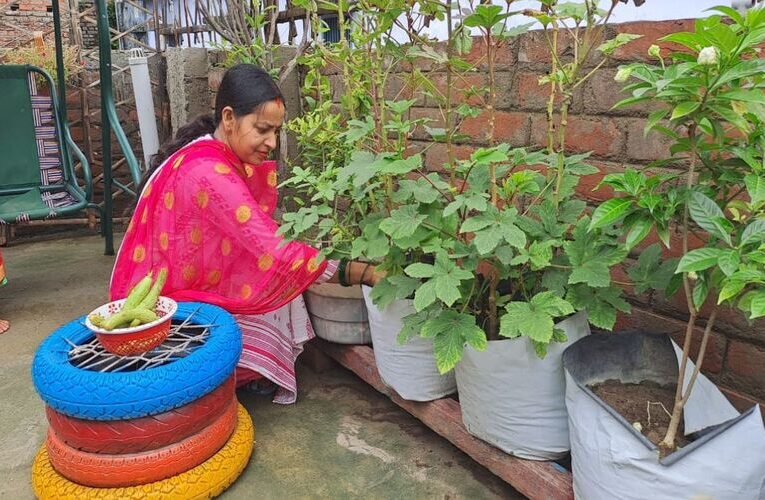 Roof gardening, a solution to inflation in vegetables and fruits