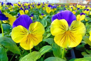 Pansy Flowers