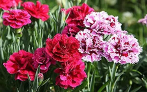 How to grow carnation in your garden