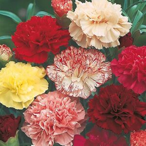 Carnation Flowers