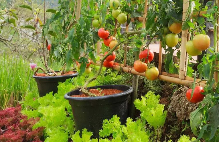 September: The Perfect Time to Draw Layout of Your Vegetable Garden