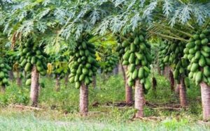 Papaya Cultivation