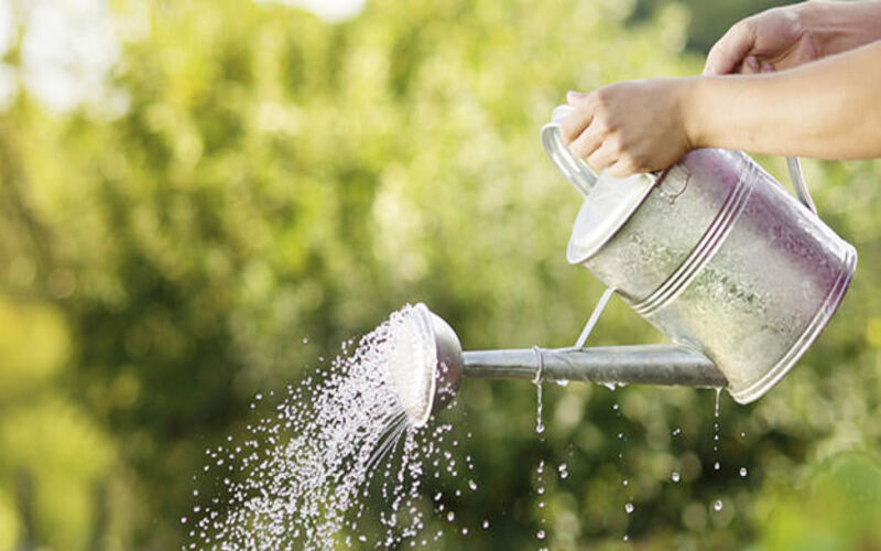 know appropriate way to water your plants