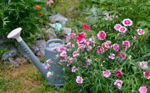 Watering Carnation