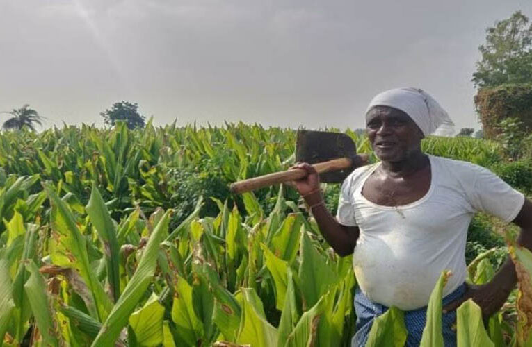 A Landmark Moment: Harnessing potential of turmeric farmers by establishing National Turmeric Board