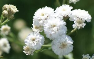 GYPSOPHILA The world’s most adorable filler